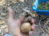 Colombia busca introducir el cacay en mercado europeo