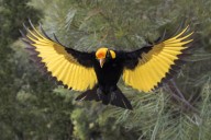 A tiny fossil suggests bowerbirds once lived in ancient New Zealand