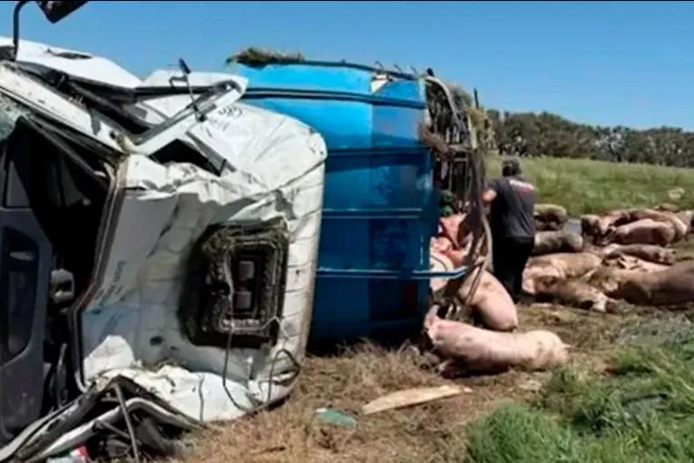 Videos: volcó un camión con cerdos en Ruta 7 y los vecinos se llevaron los animales