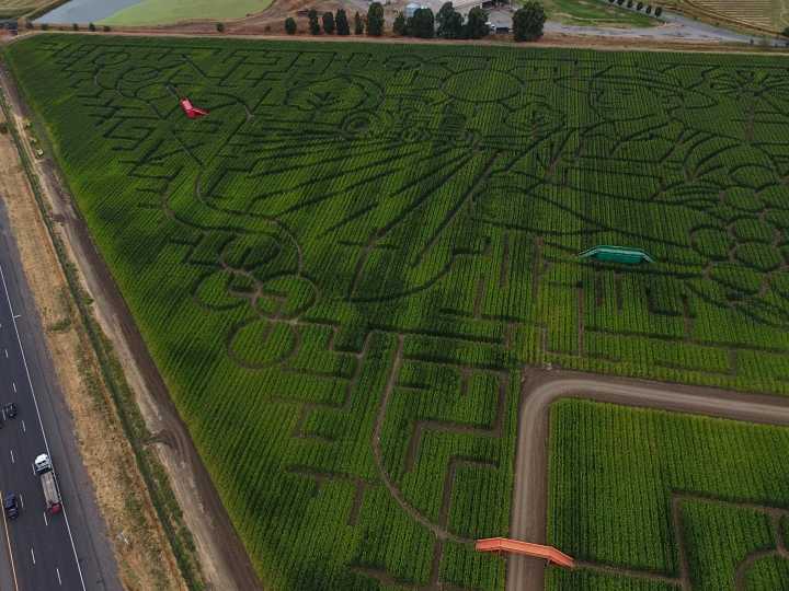 Miles de personas se pierden en el laberinto de maíz más grande del mundo