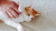 Si tu gato hace esto es porque se cree que eres su madre