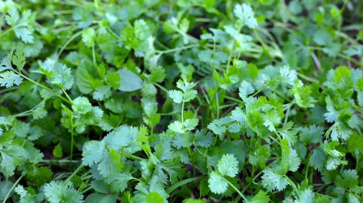 Keep Your Cilantro Thriving: The Tip You Need To Protect This Tender Plant From Frost