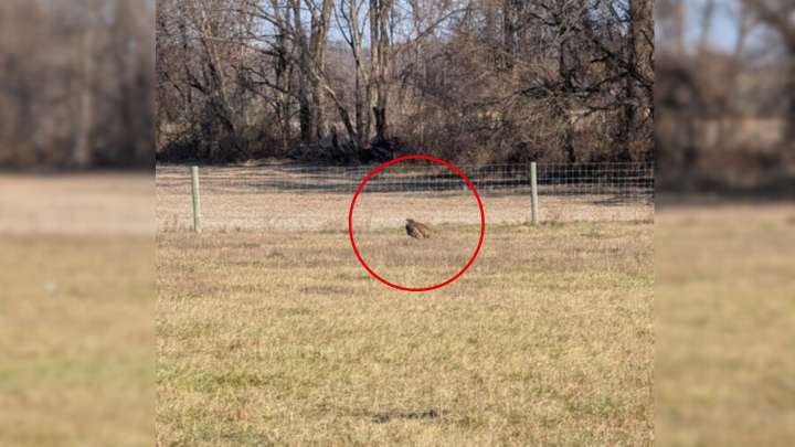 Pennsylvania Child Spots A Strange Shape In Field, Leading To An Incredible Rescue