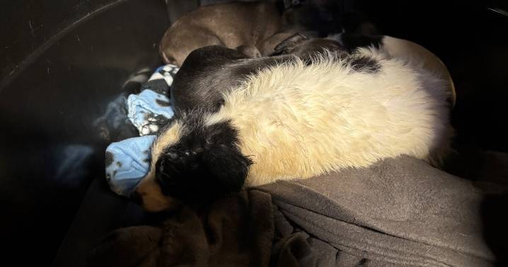 5 puppies rescued after being abandoned in a Willoughby dumpster