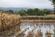 Estiman que la extorsión 'erosiona' 10% del campo