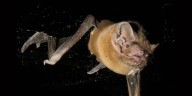 Captan por primera vez al murciélago más grande de Europa cazando y comiendo aves a gran velocidad en pleno vuelo