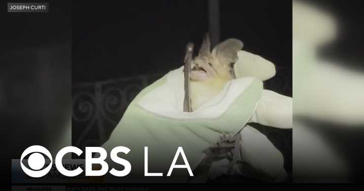 LA scientist working to debunk myths surrounding bats with educational tours