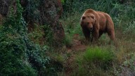 Confirmado por la ciencia: el secreto de la expansión del oso pardo está en lo que come