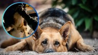 MOMENTO EXACTO en el que hombres dan whisky a un perro en Nuevo León; los buscan por maltrato