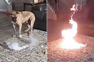 Dog Starts House Fire After Chewing on Lithium