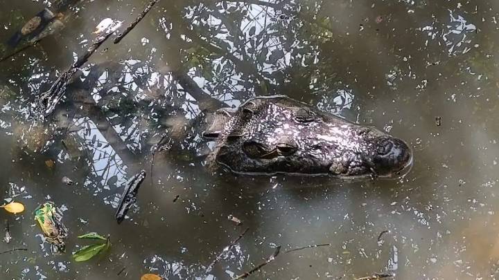 Crisis ambiental en la Laguna del Carpintero, la basura amenaza su ecosistema