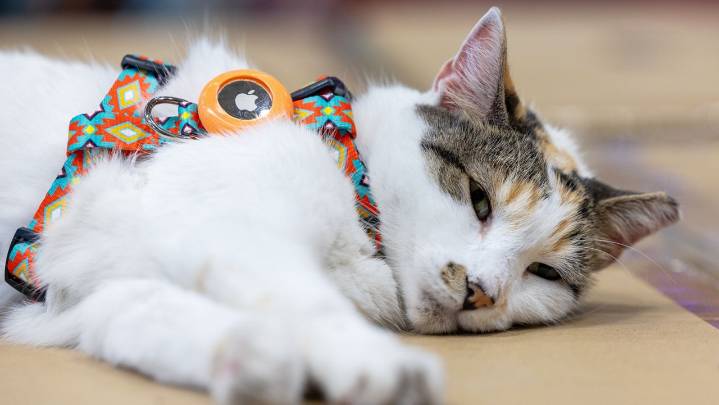 Purrfect ending: Missing Virginia store cat found after hitching a ride to N.C.
