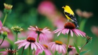 9 Varieties Of Coneflowers To Grow If You Want To Attract Goldfinches