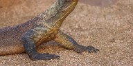 Saint Louis Zoo welcomes Komodo dragon