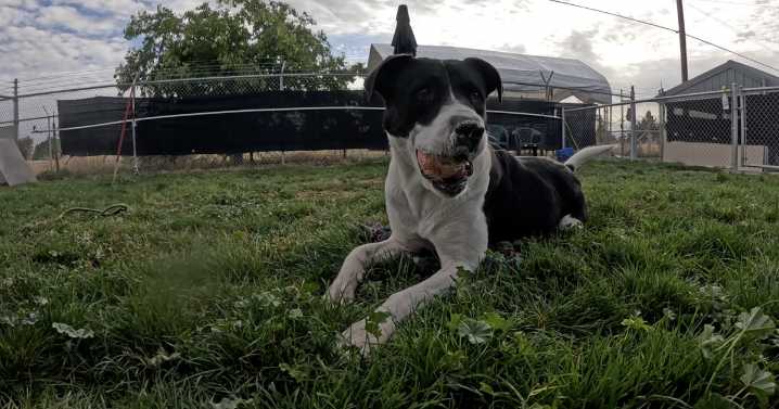 Emmett's Pet Adoption League serves as Gem County's only animal shelter with community support