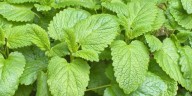Consume el jugo de esta planta para bajar de peso de manera natural 