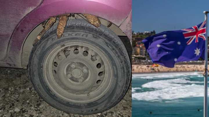 Mujer australiana encontró dos cangrejos gigantes en la rueda de su carro