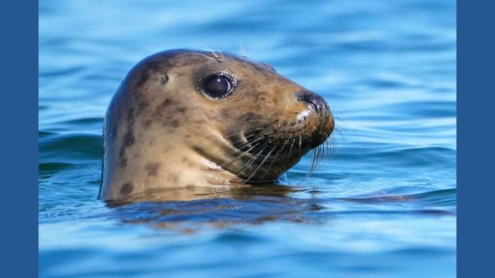 Republicans try to weaken 50-year-old law protecting whales, seals and polar bears