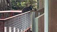 Wild black bear pays ‘polite’ visit to NorCal zoo bears