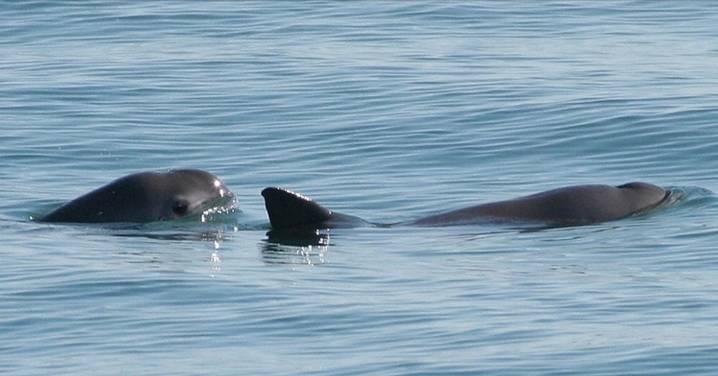 Avistan entre siete y diez vaquitas marinas en el Alto Golfo de California