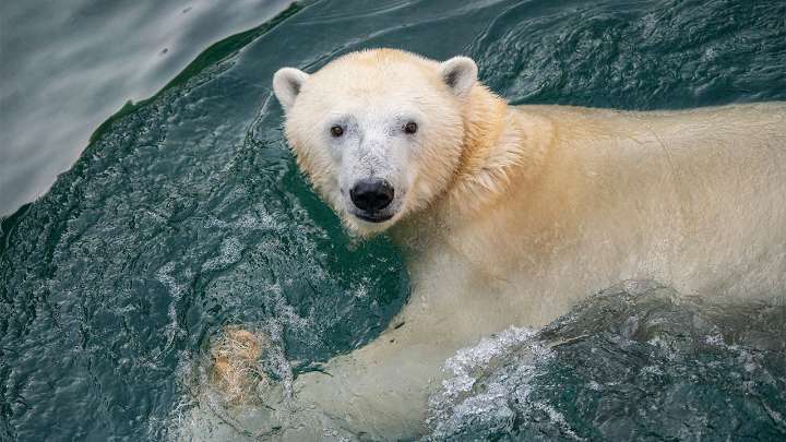 Como Zoo welcomes new polar bear as part of breeding program