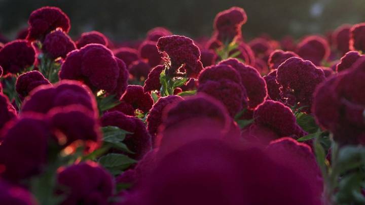 Flor de Día de Muertos morada: este es su verdadero nombre, origen y los estados donde se produce