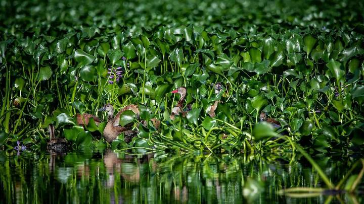 Invitan al Festival de Aves del Chirimoyo: habrá observación, talleres, charlas, arte y olla comunitaria