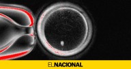 Un equipo de científicos fabrica óvulos humanos fecundables a partir de células de la piel