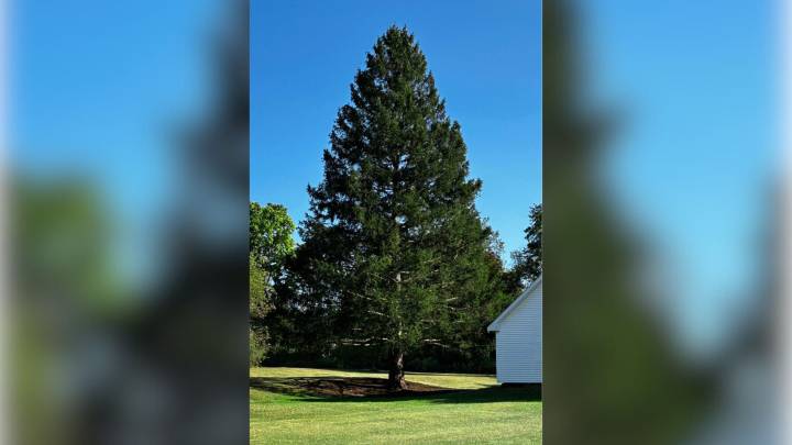 A majestic Norway spruce from upstate New York chosen as Rockefeller Center Christmas Tree
