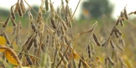 Trump administration considers multi-billion-dollar bailout package for farmers hurt by trade war