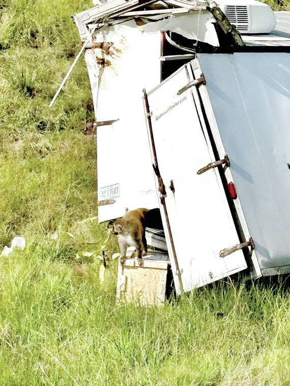 3 Monkeys Still on the Loose After Truck Overturns on Mississippi Highway
