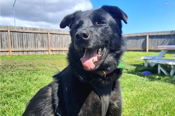 Pets of the Week: Lola