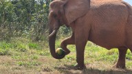 Murió la última elefanta del Ecoparque porteño en el santuario de Brasil
