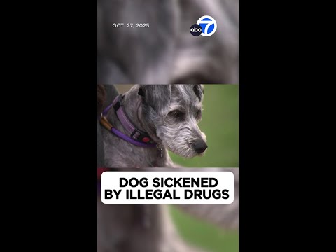 Dog hospitalized after ingesting meth at SoCal park