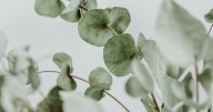¿Artrosis? La hierba aromática fácil de conseguir que alivia los dolores y mejora la circulación