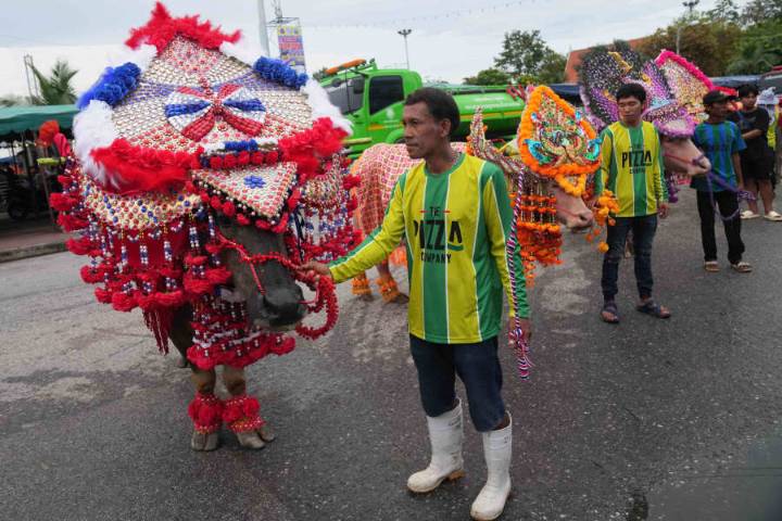 Thais celebrate water buffaloes with festival