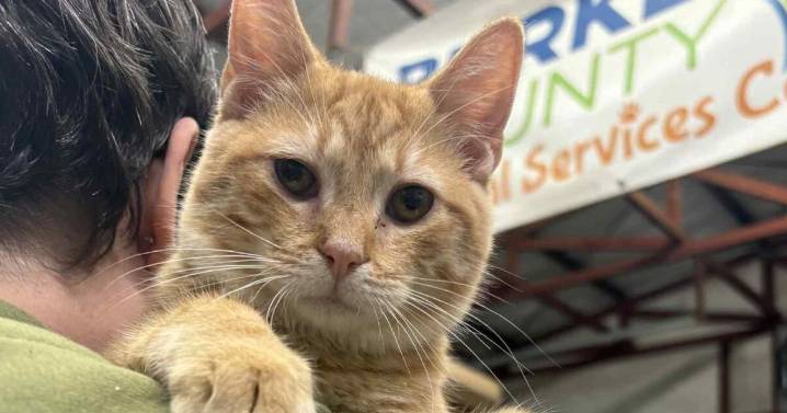Meet Heath, an orange cat who loves to be pet and held. He's available to adopt in Burke County.
