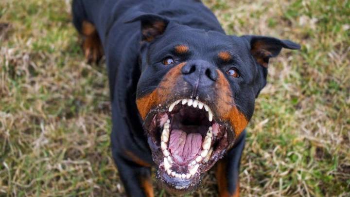 Condenan a padre e hija por el brutal ataque de su rottweiler: deberán pagar $6 millones