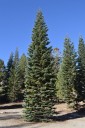 The U.S. Capitol Christmas Tree will stop in Paducah enroute to Washington