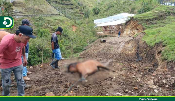 Indignación en Nariño por muerte de caballo tras cabalgata en Fiestas de la Traviesa