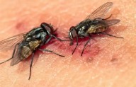 Chiapas concentra la mayoría de casos de miasis