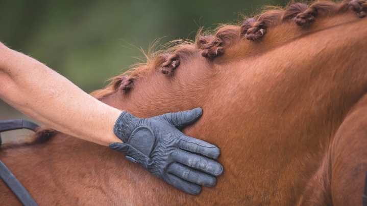 ‘But my horse is well cared for’: equestrians conflicted over equine welfare verses long