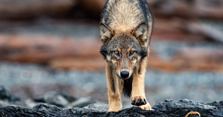 B.C. wolves forced beachgoer into ocean, Parks Canada warning says