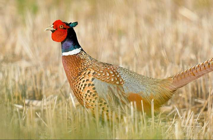 North Dakota pheasant numbers are down a bit, but hunters should still have a good season