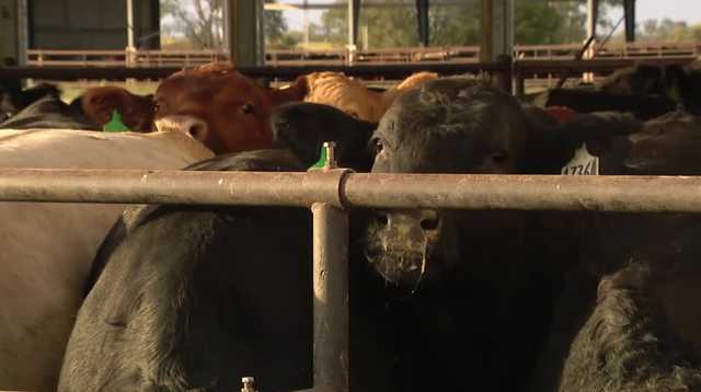 Beef prices are up nearly a dollar in the last year. A UNL researcher shares why