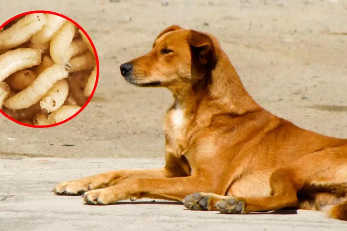 Alarma en Veracruz por nuevo caso de gusano barrenador en perro; autoridades activan protocolo sanitario
