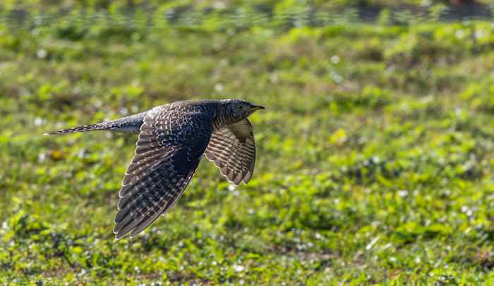 Birders going ‘cuckoo’ after unexpected sighting in New York City area