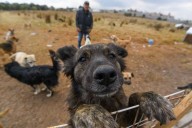 Proponen eximir alimentos y medicinas de mascotas del IVA y hacer deducibles los gastos veterinarios