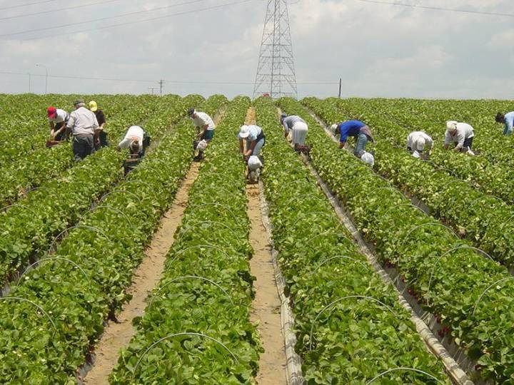 El sector agrícola convoca a alcaldes para "unir fuerzas" y exigir al Gobierno un mayor contingente en origen