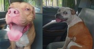 Two dogs to be euthanized after Lauderdale Lakes attack that left man injured, source says